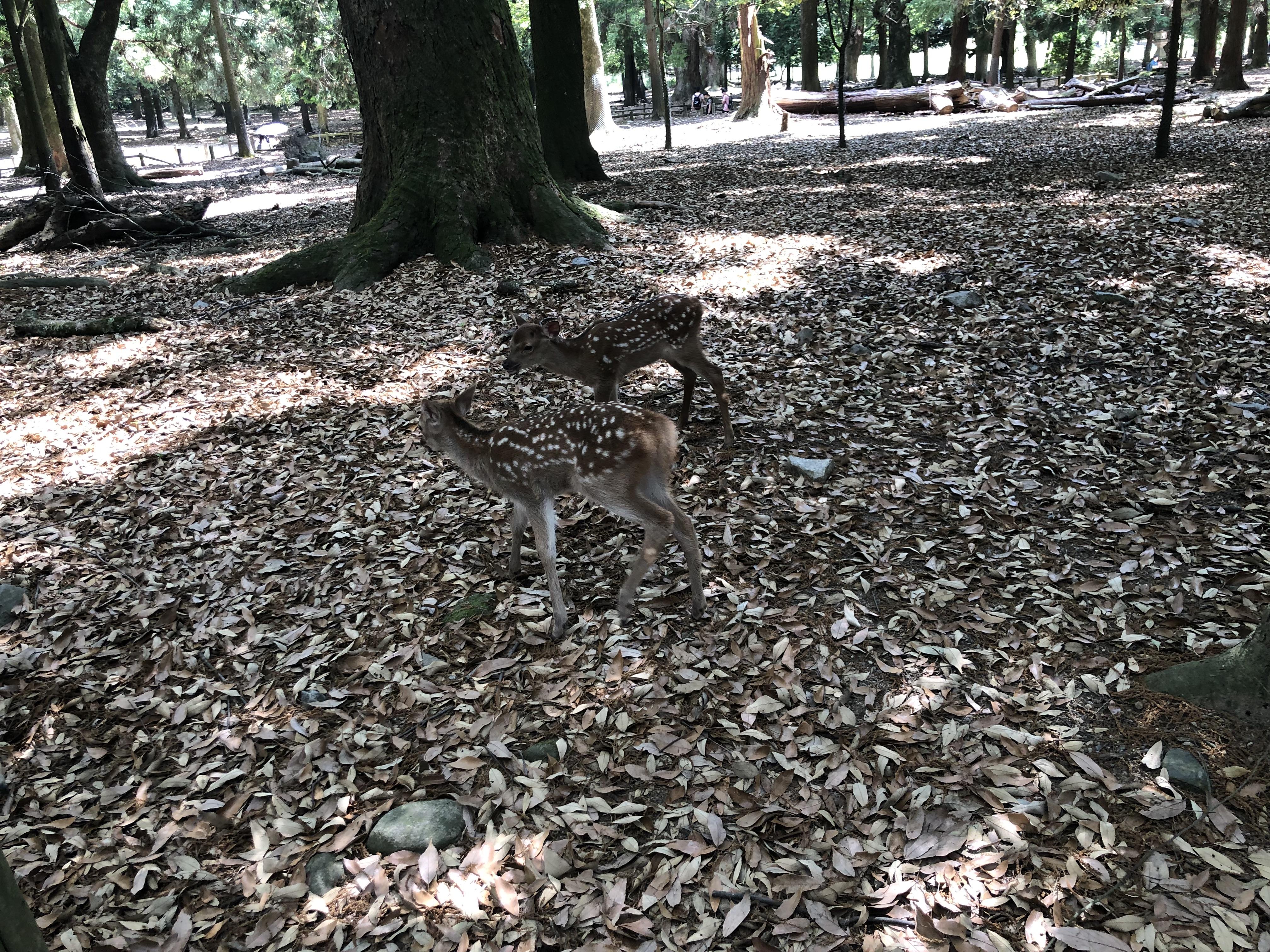 df63a408-4db6-40ec-b470-13f11be370f8